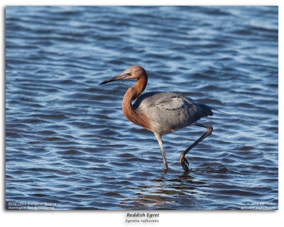 Reddish Egret Fishing