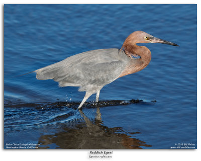 Reddish Egret Fishing