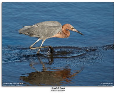 Reddish Egret Fishing