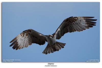 Ospreys Nesting