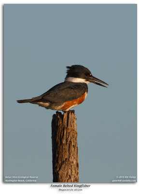 Belted Kingfisher