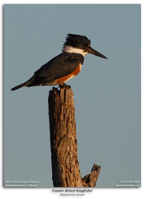 Belted Kingfisher