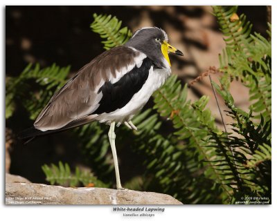 White-headed Lapwing