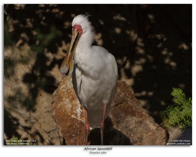 African Spoonbill