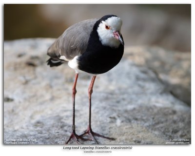 Long-toed Lapwing