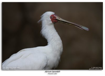 African Spoonbill