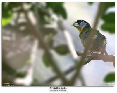 Fire-tufted Barbet