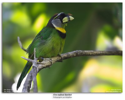 Fire-tufted Barbet