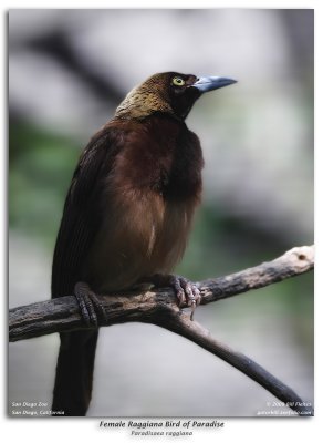 Female Raggiana Bird of Paradise