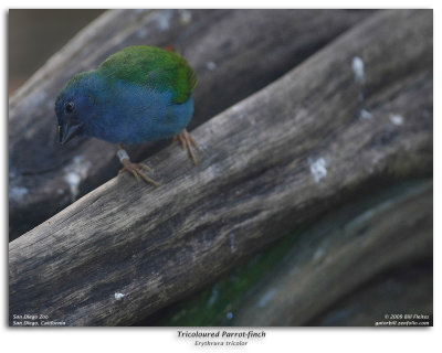 Tri-coloured Parrot-finch