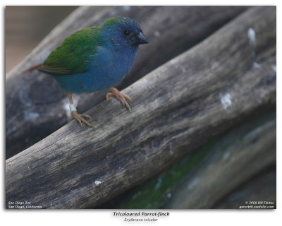 Tri-coloured Parrot-finch