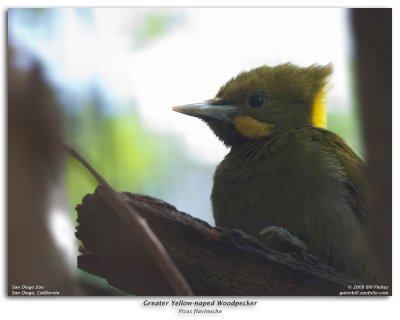 Yellow-naped Woodpecker