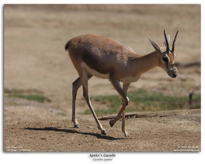 Speke's Gazelle