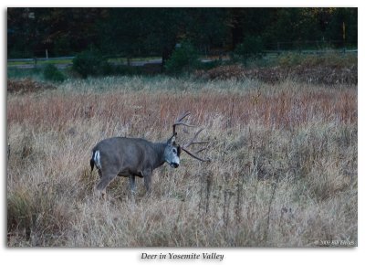 Deer in Yosemite Valley Meadow