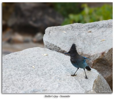 Steller's Jay at base of Bridalveil Falls