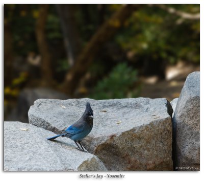 Steller's Jay at base of Bridalveil Falls