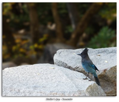 Steller's Jay at base of Bridalveil Falls