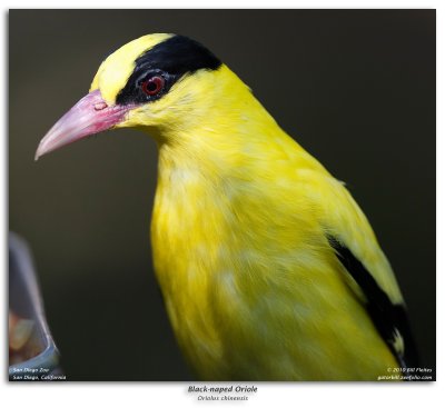 Black-naped Oriole