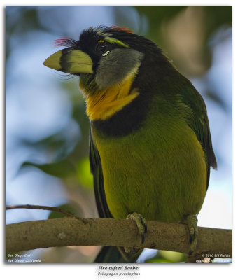 Fire-tufted Barbet