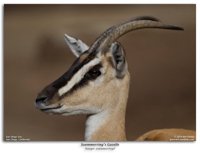 Soemmerring's Gazelle