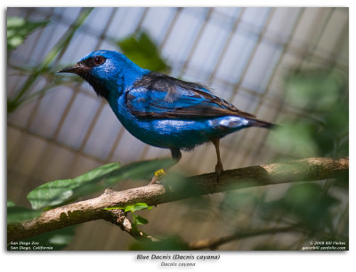 Blue Dacnis