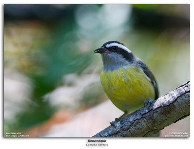 Bananaquit