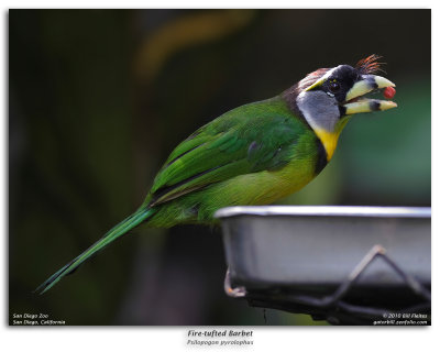 Fire-tufted Barbet