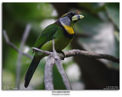 Fire-tufted Barbet