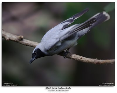 Black-faced Cuckoo-shrike