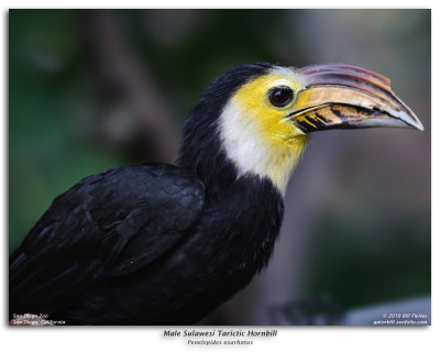 Male Sulawesi Tarictic Hornbill