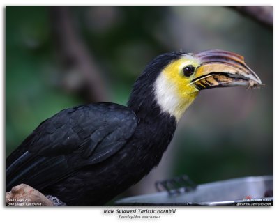 Male Sulawesi Tarictic Hornbill