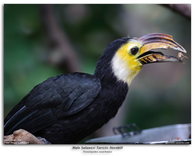 Male Sulawesi Tarictic Hornbill