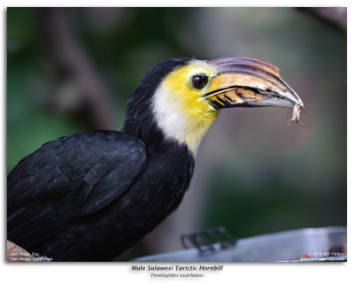 Male Sulawesi Tarictic Hornbill