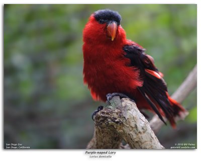 Purple-naped Lory