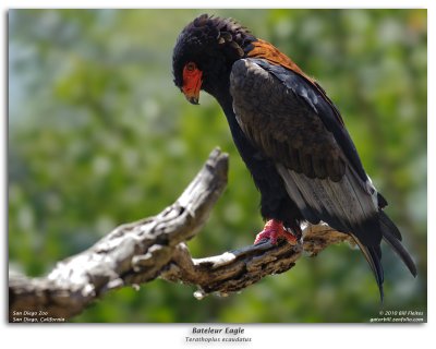 Bateleur Eagle