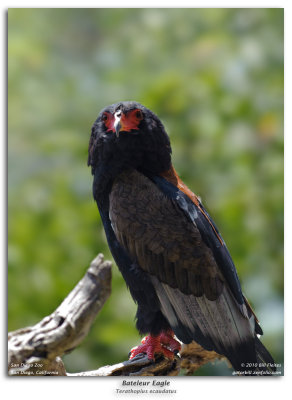 Bateleur Eagle