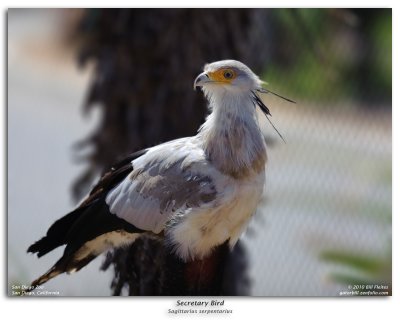 Secretary Bird