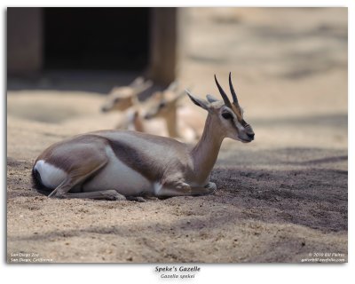 Speke's Gazelle