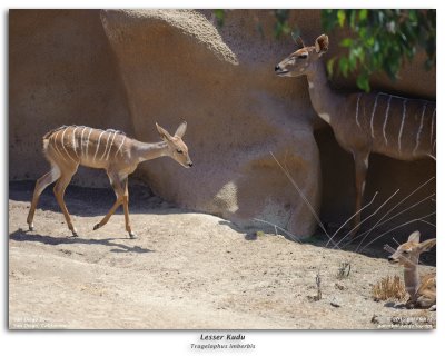 Lesser Kudu