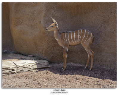 Lesser Kudu