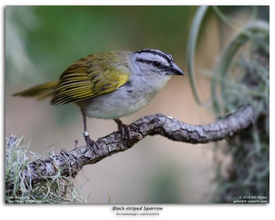 Black-striped Sparrow