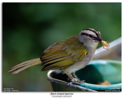 Black-striped Sparrow