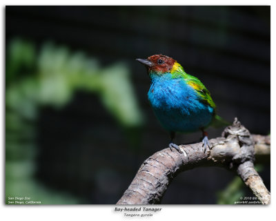 Bay-headed Tanager