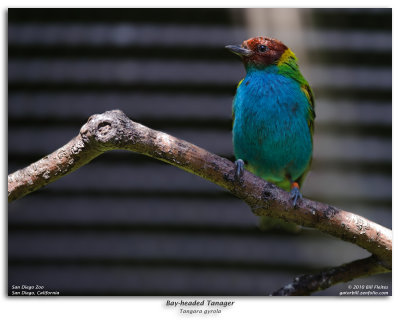 Bay-headed Tanager