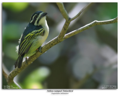 Yellow-rumped Tinkerbird