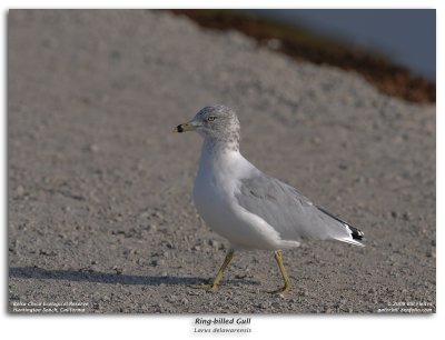 Ring-billed Gull