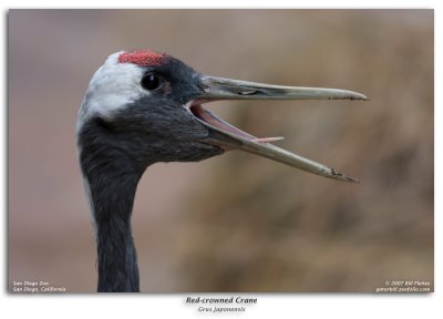 Red-crowned Crane