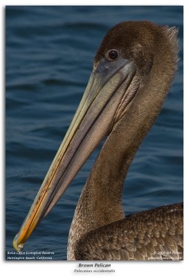 Brown Pelican