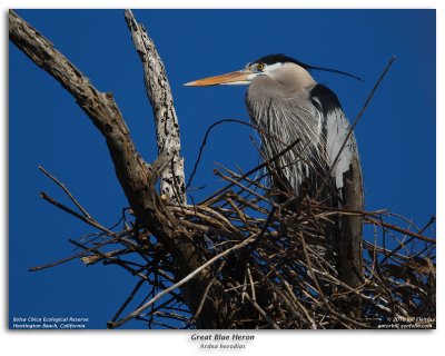 Great Blue Heron