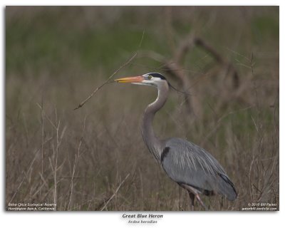 Great Blue Heron